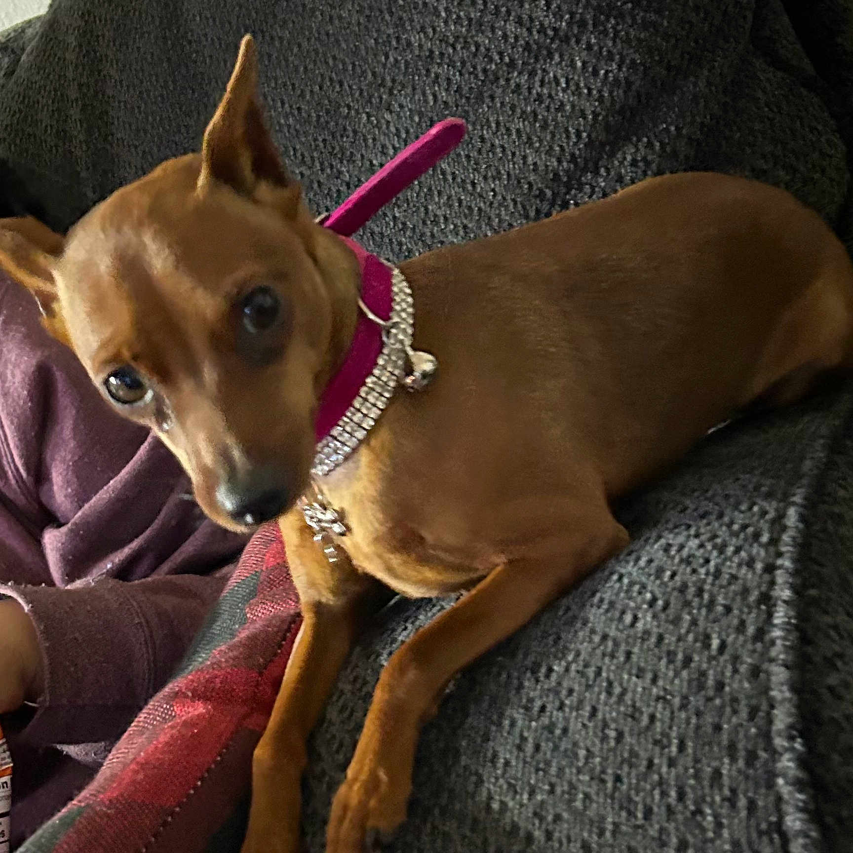 Minnie is registered to the contest to win money with this photo: dog, brown_dog, small_dog, short_hair, pointed_ears, collar, pink_collar, sparkly_collar, indoors, couch, sofa, blanket, pet, lying_down, resting, portrait, close_up, animal, home, relaxed