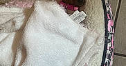Minnie is registered to the contest to win money with this photo: puppy, dog, sleeping, pet_bed, blanket, pink_collar, brown_fur, small_dog, cozy, indoors, tiled_floor, fluffy, resting, cute, animal, portrait, relaxed, snuggled, pet_accessory, home