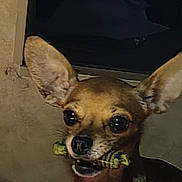 Rook Hooten is registered to the contest to win money with this photo: dog, pet, animal, indoor, toy, ears, brown, small_dog, chew_toy, window, blanket, face, looking, cute, mammal, companion, domestic_animal, furniture, resting, closeup