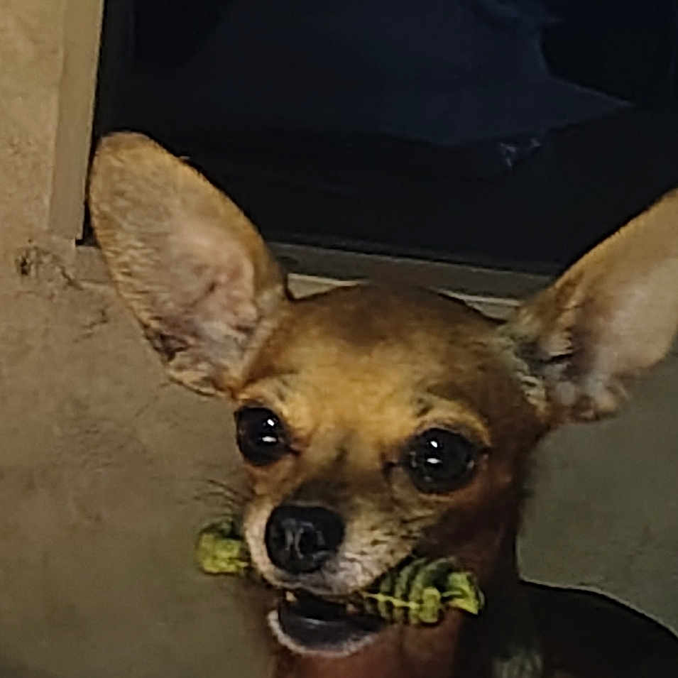 Rook Hooten is registered to the contest to win money with this photo: animal, blanket, brown, chew_toy, closeup, companion, cute, dog, domestic_animal, ears, face, furniture, indoor, looking, mammal, pet, resting, small_dog, toy, window