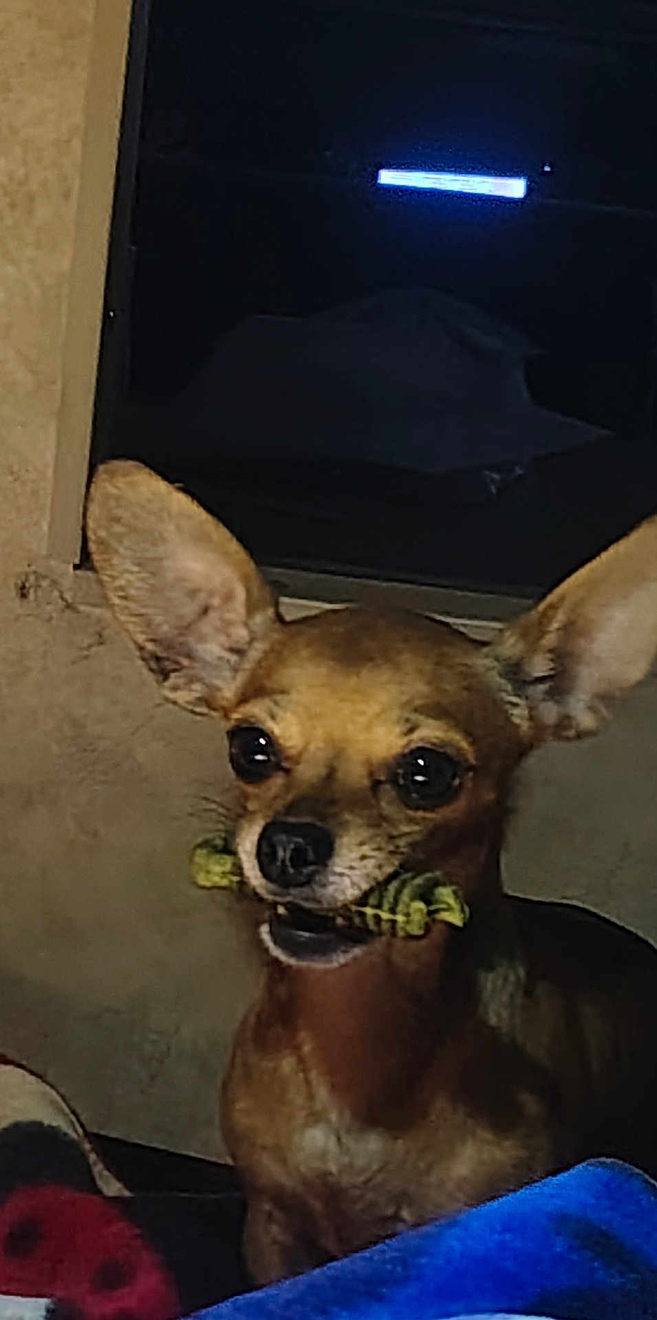 Rook Hooten is registered to the contest to win money with this photo: dog, pet, animal, indoor, toy, ears, brown, small_dog, chew_toy, window, blanket, face, looking, cute, mammal, companion, domestic_animal, furniture, resting, closeup