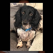 Nash joined the competition — help win amazing prizes! animal, black_and_white, blanket, blue_collar, brown_eyes, canine, close_up, couch, cozy, dog, floppy_ears, home, indoor, leash, long_haired, pet, photograph, portrait, sitting, tag