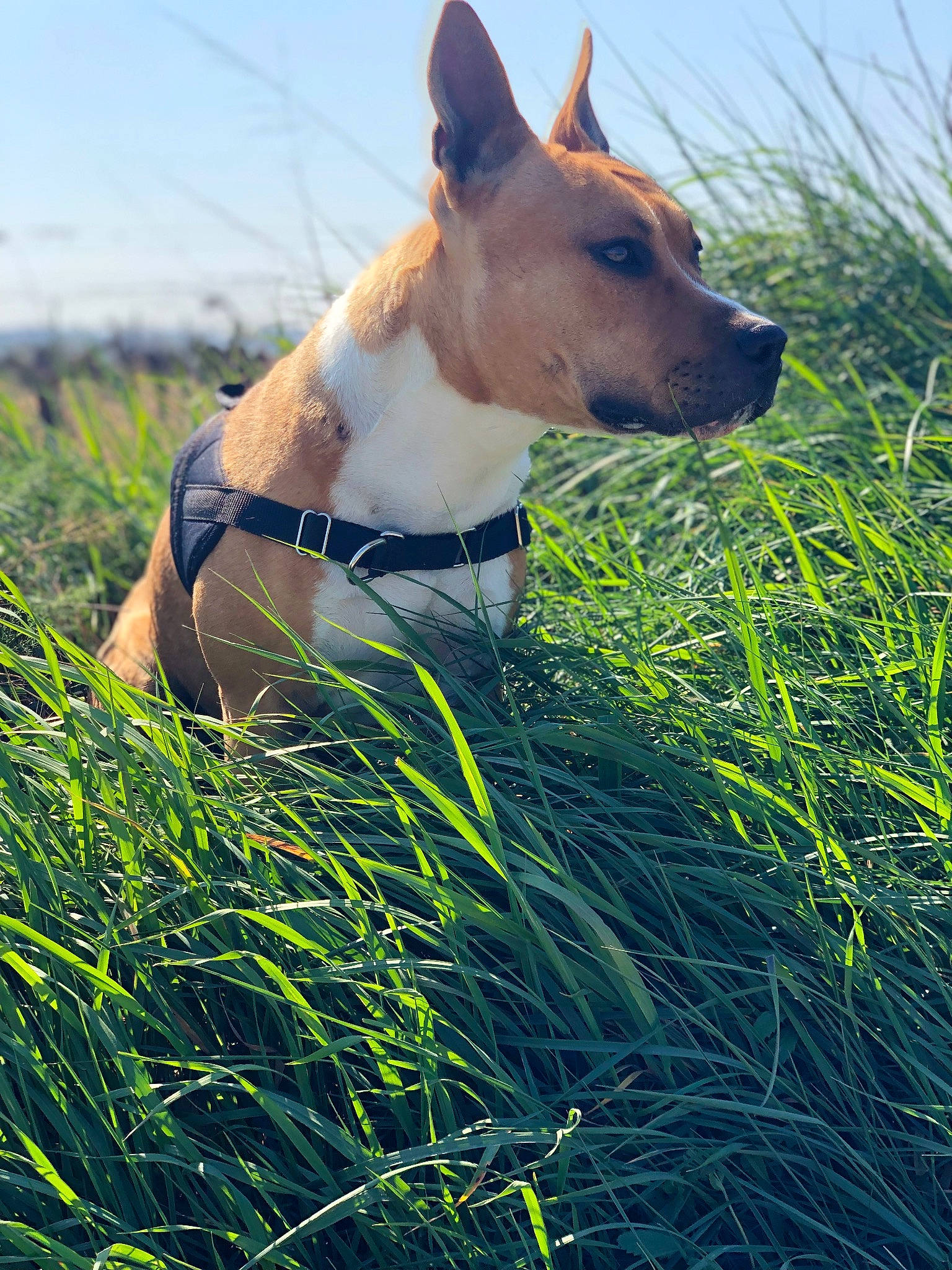 Oxford participe au concours pour gagner de l'argent avec cette photo : american_staffordshire_terrier, bull_and_terrier, bull_terrier, canidae, carnivore, carolina_dog, dog, dog_breed, fawn, grass, grass_family, grassland, green, ibizan_hound, mammal, meadow, non_sporting_group, plant, snout, vertebrate
