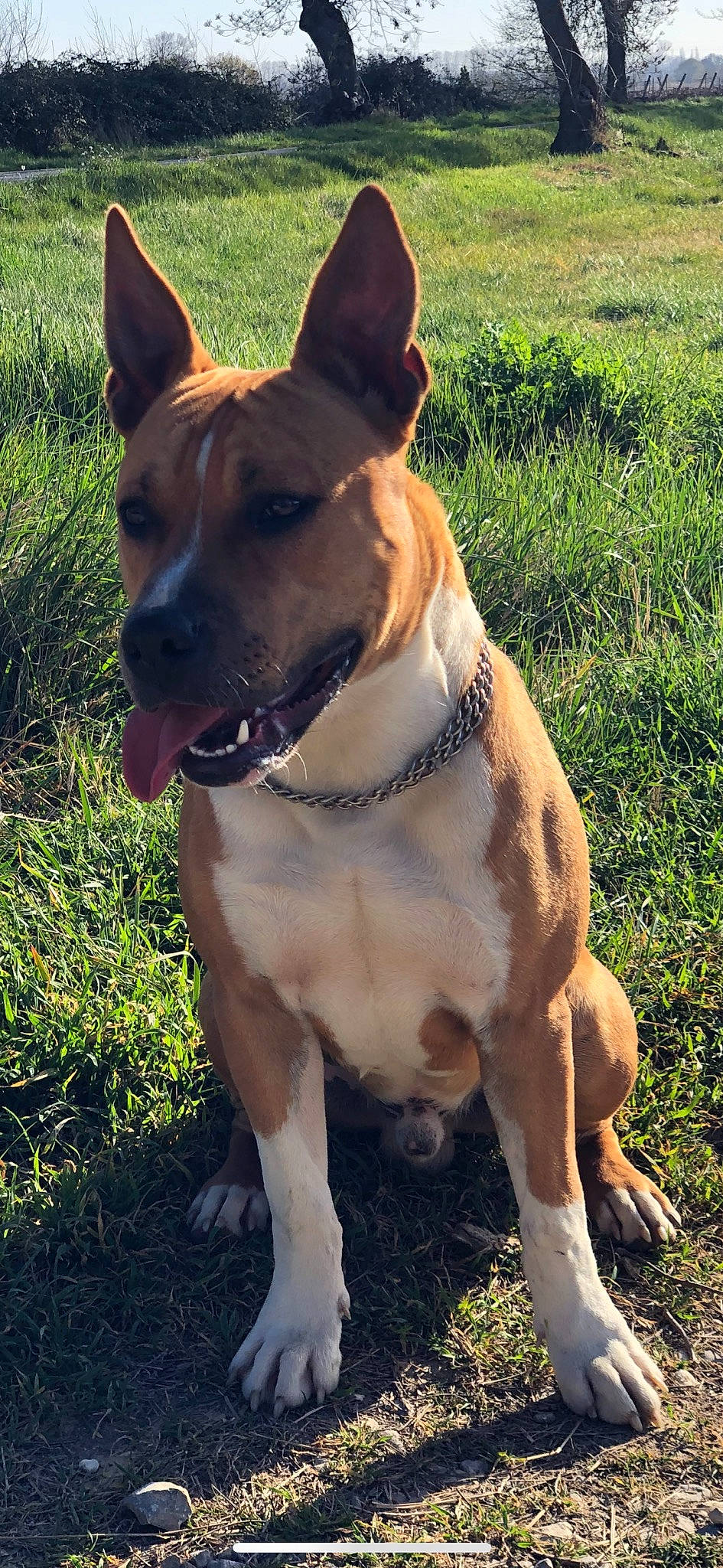 Oxford a rejoint le concours — aidez-le/la à gagner de superbes lots ! american_staffordshire_terrier, canidae, carnivore, carolina_dog, dog, dog_breed, fawn, mammal, rare_breed_dog, snout, sporting_group, vertebrate