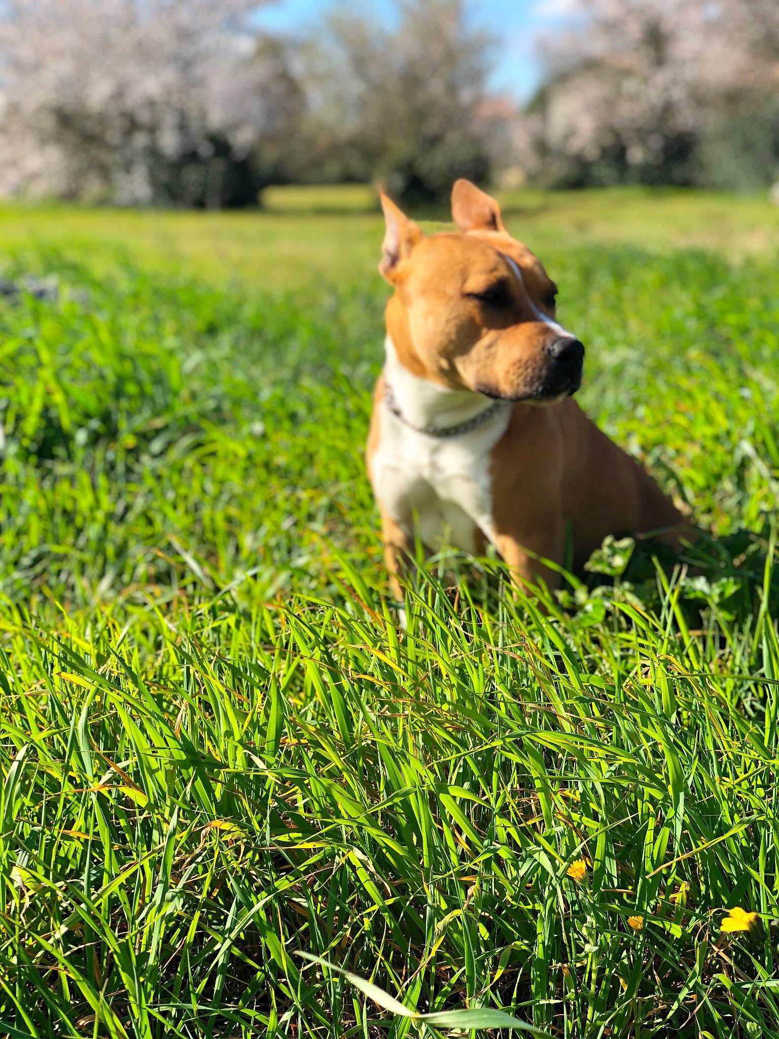 Oxford participe au concours pour gagner de l'argent avec cette photo : american_staffordshire_terrier, canidae, carnivore, companion_dog, dog, dog_breed, fawn, grass, grass_family, grassland, green, lawn, mammal, meadow, non_sporting_group, pasture, plant, puppy, sunlight, vertebrate
