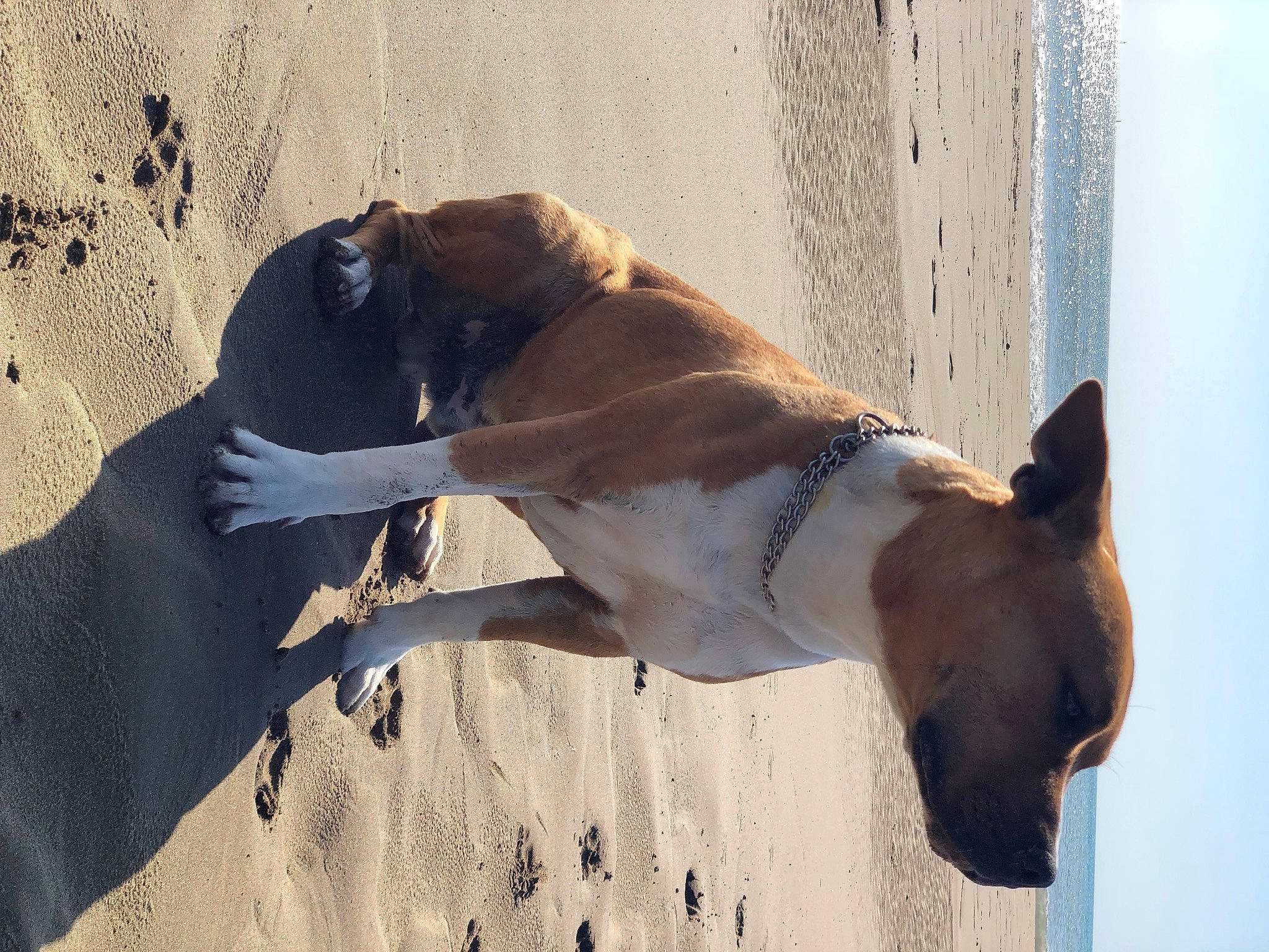 Oxford a rejoint le concours — aidez-le/la à gagner de superbes lots ! canidae, carnivore, dog, dog_breed, fawn, snout, sporting_group