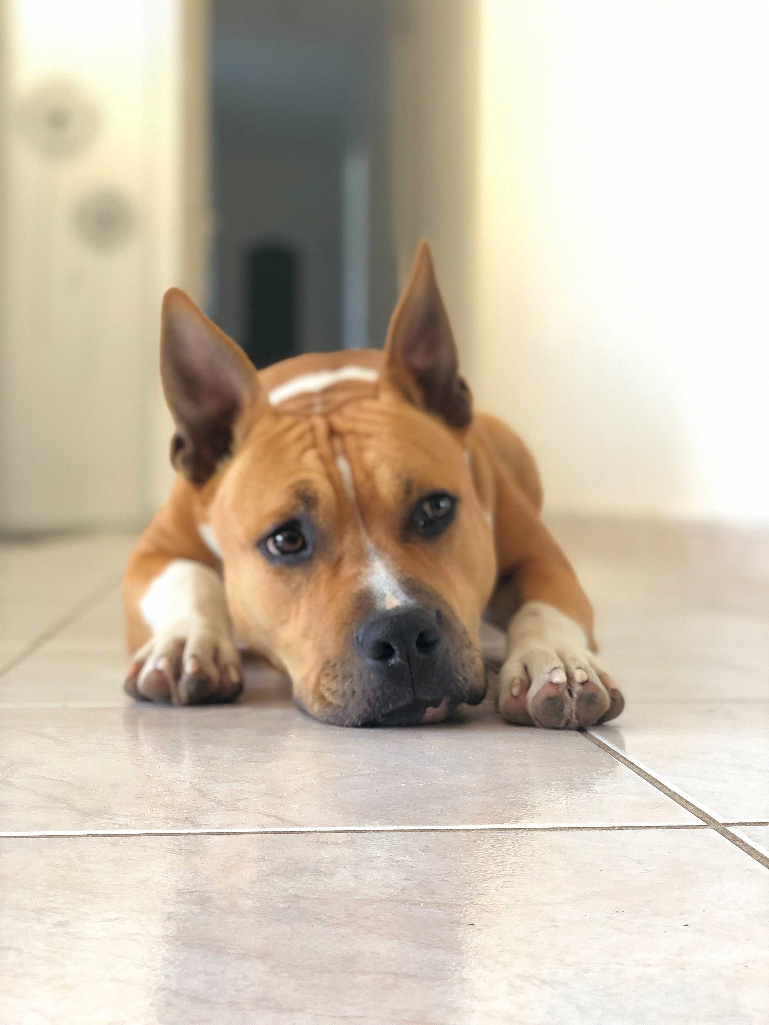 Oxford participe au concours pour gagner de l'argent avec cette photo : american_pit_bull_terrier, american_staffordshire_terrier, basenji, canidae, carnivore, companion_dog, dog, dog_breed, ear, fawn, floor, mammal, non_sporting_group, nose, paw, puppy, snout, vertebrate, whiskers