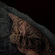 Tito is registered to the contest to win money with this photo: cat, tabby_cat, sleeping, sleepy, curled_up, paw, whiskers, ears, fur, striped_fur, pet, animal, fluffy_bed, blanket, cozy, indoors, dark_background, close_up, portrait, relaxed