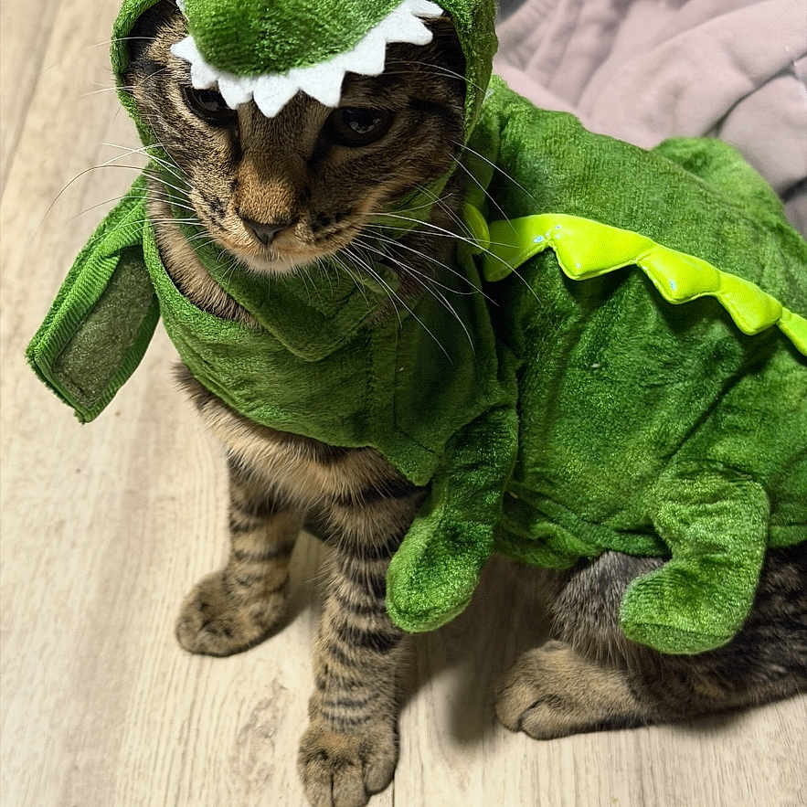 Tito is registered to the contest to win money with this photo: cat, tabby_cat, dinosaur_costume, pet, animal, green_costume, costume, cute, funny, indoors, floor, wooden_floor, blanket, seated, whiskers, fur, striped_fur, portrait, domestic_animal, playful