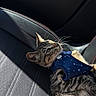 Tito joined the competition — help win amazing prizes! cat, tabby_cat, pet, animal, feline, car_interior, car_seat, harness, blue_harness, star_pattern, whiskers, ears, green_eyes, fur, striped_fur, lounging, sunlight, closeup, automotive, portrait