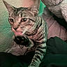 Tito joined the competition — help win amazing prizes! cat, tabby_cat, feline, pet, animal, paw, extended_paw, tongue, licking, whiskers, ears, striped_fur, short_hair, closeup, portrait, blanket, bed, indoor, cozy, playful