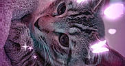 Tito joined the competition — help win amazing prizes! cat, tabby_cat, feline, pet, animal, close_up, portrait, lying_down, upside_down, cozy, blanket, whiskers, ears, eyes, striped_fur, purple_lighting, butterflies, sparkles, fantasy, indoor