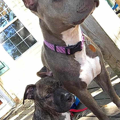 Jazzy joined the competition — help win amazing prizes! american_pit_bull_terrier, american_staffordshire_terrier, canidae, carnivore, dog, dog_breed, fawn, mammal, non_sporting_group, pit_bull, rare_breed_dog, snout, sporting_group, vertebrate