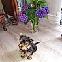 Anya a rejoint le concours — aidez-le/la à gagner de superbes lots ! puppy, dog, flower_vase, purple_flowers, wooden_floor, indoor, small_dog, curious, plant, glass_vase, home_interior, wooden_furniture, pet, cute, young_dog, flooring, green_leaves, decor, natural_light, domestic