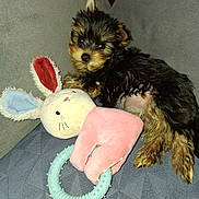 Anya participe au concours pour gagner de l'argent avec cette photo : puppy, dog, small_dog, toy, plush_toy, bunny_toy, couch, gray_couch, pet, animal, cute, furry, lying_down, soft_toy, indoor, cozy, relaxed, black_and_tan, young_dog, companion