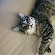 Mysterious joined the competition — help win amazing prizes! cat, tabby, pet, animal, feline, lying_down, indoor, beige, whiskers, ears, eyes, curious, fur, striped, closeup, resting, cute, domestic, mammal, portrait