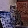 Mysterious is registered to the contest to win money with this photo: cat, tabby, feline, pet, mammal, indoor, wooden_furniture, dresser, mattress, bedroom, striped, sitting, animal, fur, whiskers, tail, looking, calm, domestic, furniture