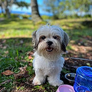 Princess joined the competition — help win amazing prizes! dog, white_dog, small_dog, outdoor, grass, leaves, tree, water_dispenser, pink_bowl, blue_water_bottle, sunny, nature, pet, animal, cute, happy, fur, face, mouth_open, daytime