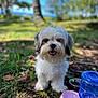 dog, white_dog, small_dog, outdoor, grass, leaves, tree, water_dispenser, pink_bowl, blue_water_bottle, sunny, nature, pet, animal, cute, happy, fur, face, mouth_open, daytime