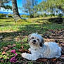 Princess is registered to the contest to win money with this photo: dog, toy, grass, leaf, outdoor, tree, pet, play, canine, nature, sunlight, bowl, food, rope_toy, animal, park, relaxing, fur, cute, leash