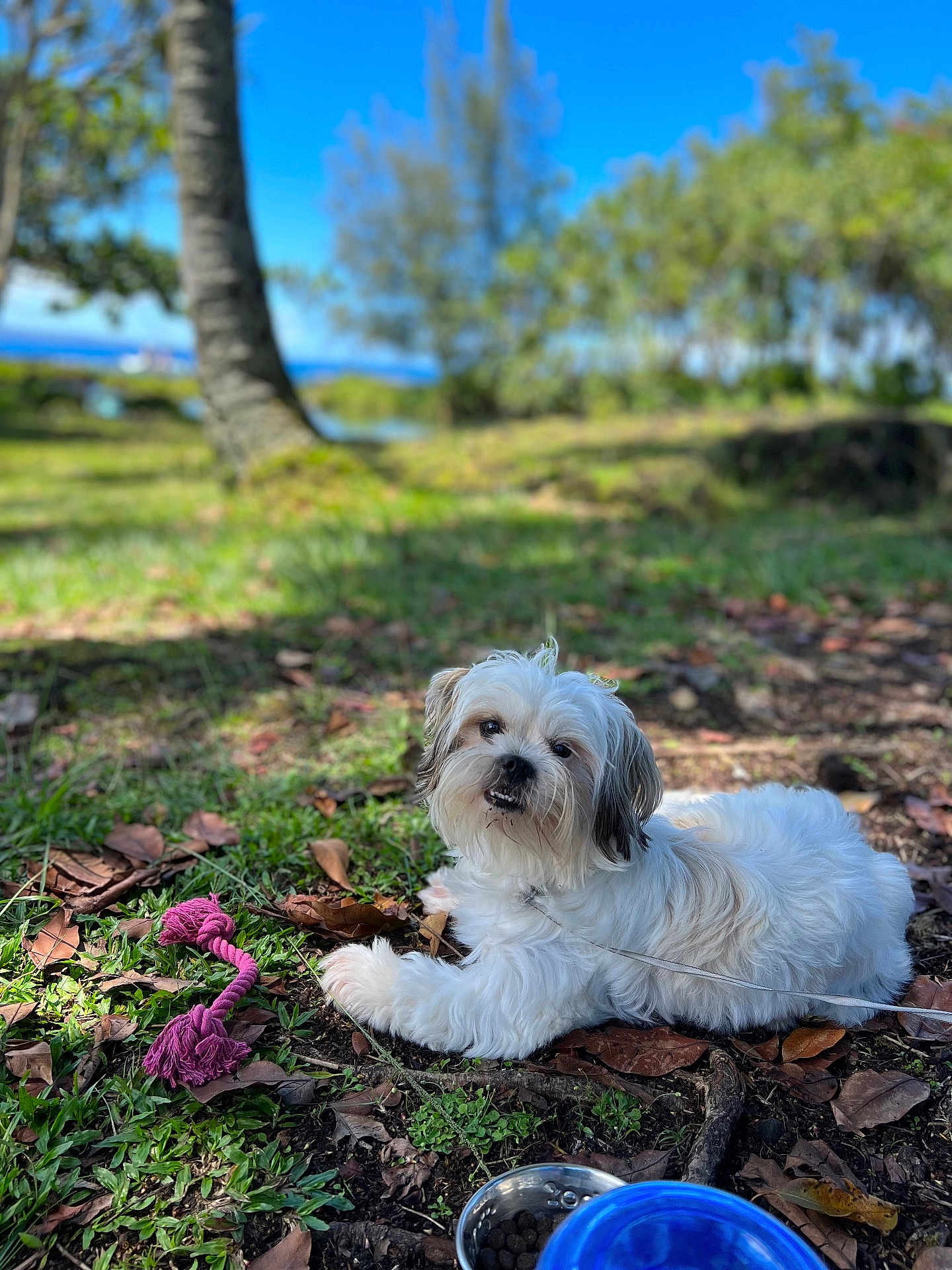 Princess is registered to the contest to win money with this photo: dog, toy, grass, leaf, outdoor, tree, pet, play, canine, nature, sunlight, bowl, food, rope_toy, animal, park, relaxing, fur, cute, leash