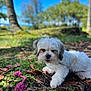 Princess joined the competition — help win amazing prizes! dog, white_dog, outdoor, grass, leaves, toy, pink_rope, food_bowl, pet, nature, sunny, tree_trunk, blurred_background, animal, canine, playful, fur, daylight, ground, leash