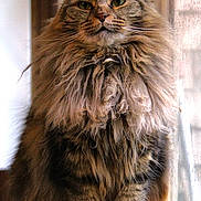 Little Bit joined the competition — help win amazing prizes! animal, cat, close_up, cute, domestic_animal, ears, face, feline, fluffy, fur, furry, indoor, long_hair, looking, pet, portrait, sitting, tabby, whiskers, window