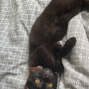 Willow participe au concours pour gagner de l'argent avec cette photo : black_cat, cat, pet, animal, feline, yellow_eyes, lying_down, upside_down, blanket, bed, resting, domestic_cat, cute, playful, fur, whiskers, indoor, cozy, relaxed, curious