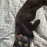 black_cat, cat, pet, animal, feline, yellow_eyes, lying_down, upside_down, blanket, bed, resting, domestic_cat, cute, playful, fur, whiskers, indoor, cozy, relaxed, curious