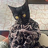 Willow a rejoint le concours — aidez-le/la à gagner de superbes lots ! black_cat, cat, yellow_eyes, blanket, patterned_blanket, lap, person, indoor, potted_plant, table, placemat, geometric_pattern, curious, pet, cozy, domestic_animal, animal, feline, sitting, home