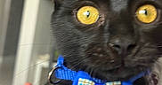 Willow a rejoint le concours — aidez-le/la à gagner de superbes lots ! black_cat, yellow_eyes, blue_bow_tie, close_up, pet, animal, feline, domestic_cat, hand, human, holding, indoor, blurred_background, curious, intense_gaze, portrait, cute, whiskers, short_fur, young_cat