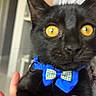 black_cat, yellow_eyes, blue_bow_tie, close_up, pet, animal, feline, domestic_cat, hand, human, holding, indoor, blurred_background, curious, intense_gaze, portrait, cute, whiskers, short_fur, young_cat