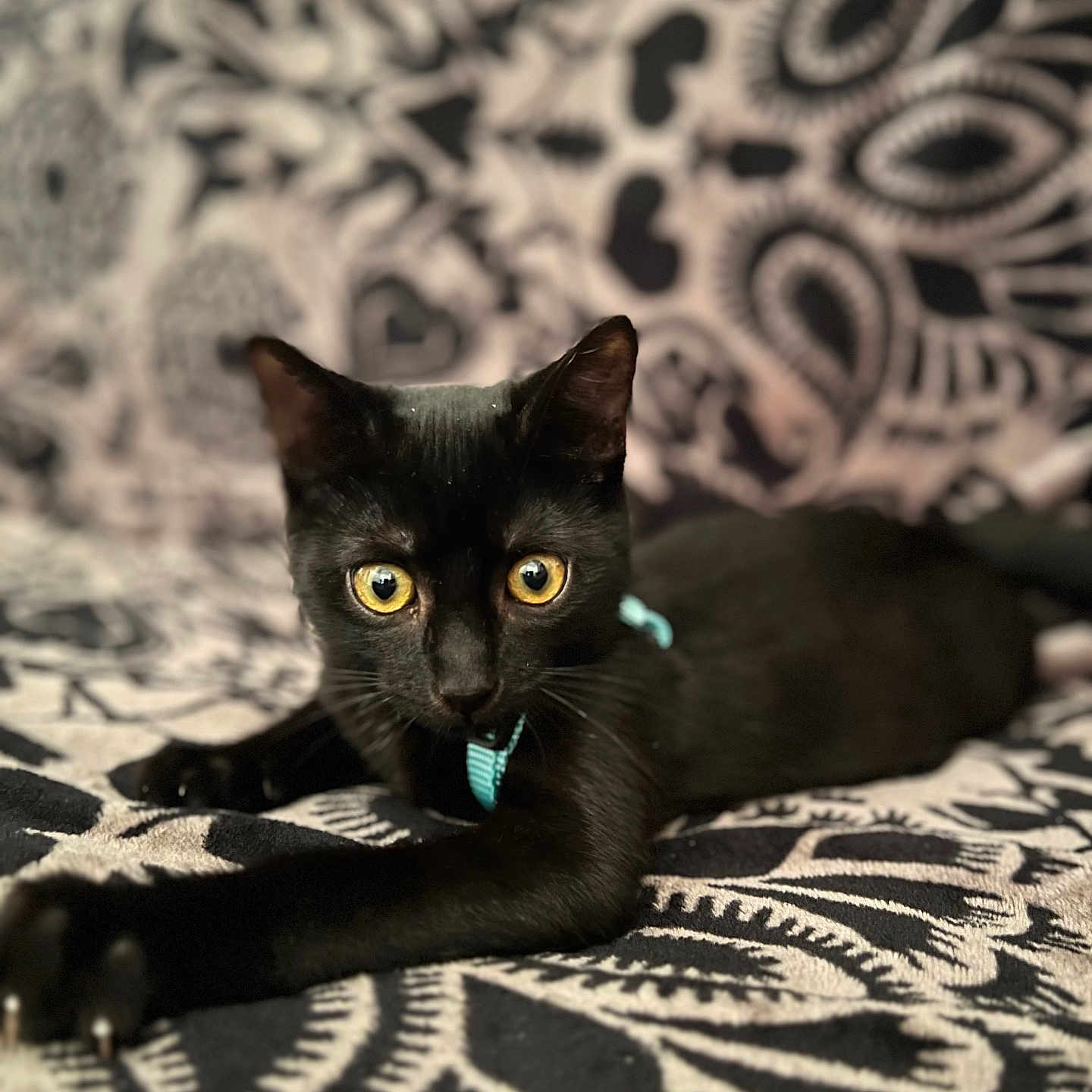 Willow