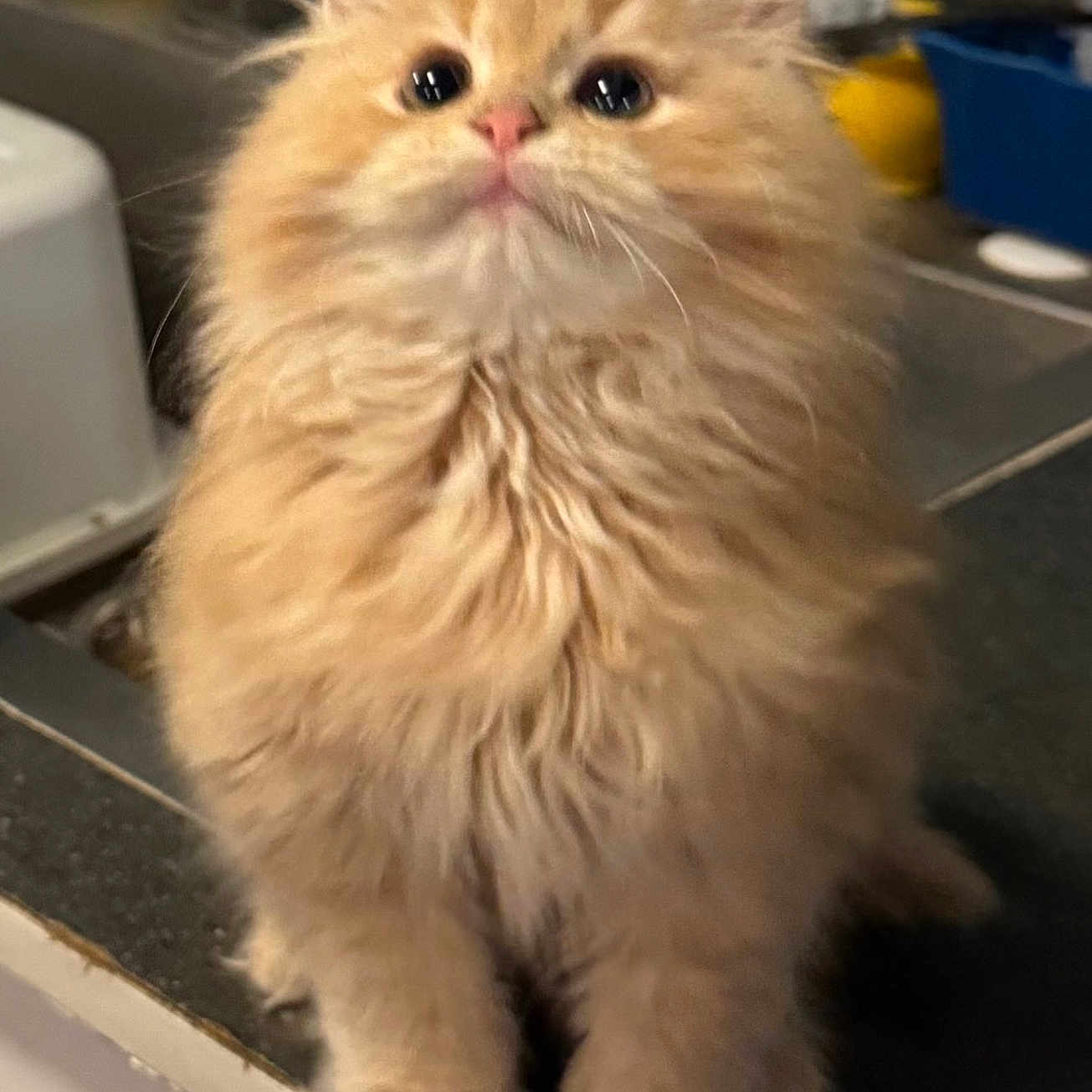 Xoxo joined the competition — help win amazing prizes! adorable, big_eyes, cat, close_up, countertop, curious, domestic_cat, fluffy, fur, home, indoor, kitten, orange_cat, paws, pet, portrait, sitting, small, soft, whiskers