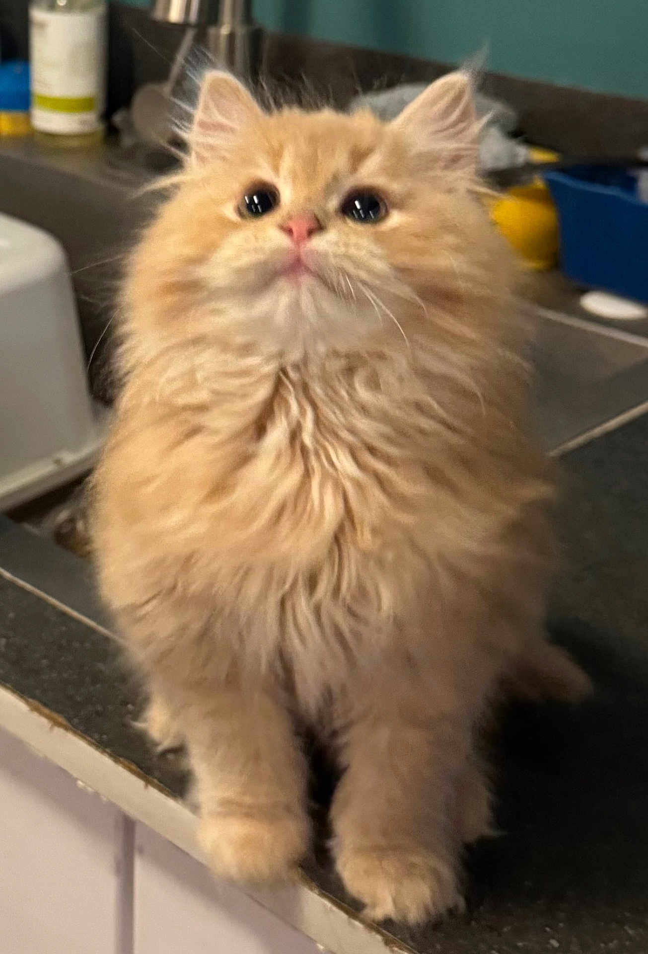 Xoxo joined the competition — help win amazing prizes! adorable, big_eyes, cat, close_up, countertop, curious, domestic_cat, fluffy, fur, home, indoor, kitten, orange_cat, paws, pet, portrait, sitting, small, soft, whiskers