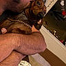 Brownie is registered to the contest to win money with this photo: man, dog, dachshund, pet, hug, affection, indoor, chain_collar, face, close_up, beard, arm, clock, heart_decorations, bed, blanket, skin, furniture, human, love