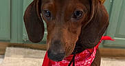 Brownie joined the competition — help win amazing prizes! dog, dachshund, pet, animal, cowboy_hat, bandana, red_bandana, brown_fur, indoor, carpet, floor, cabinet, green_cabinet, portrait, close_up, cute, costume, floppy_ears, small_dog, sitting