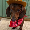 dog, dachshund, pet, animal, cowboy_hat, bandana, red_bandana, brown_fur, indoor, carpet, floor, cabinet, green_cabinet, portrait, close_up, cute, costume, floppy_ears, small_dog, sitting