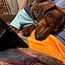 dog, sleeping, blue_shirt, gold_chain, blanket, orange_blanket, person, lap, indoor, cozy, couch, resting, paw, fur, relaxed, home, casual_clothing, brown_dog, close_up, peaceful