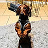 Brownie joined the competition — help win amazing prizes! dachshund, dog, pet, indoor, harness, crate, rug, floor, yellow_wall, tile_floor, alert, brown_dog, small_dog, standing, cute, animal, domestic_animal, furniture, metal_table, bell