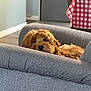 animal, checkered, couch, cozy, curious, dog, door, floor, fluffy, furniture, golden_brown, home, indoor, pet, portrait, relaxed, table, tablecloth, wall, wooden_chair