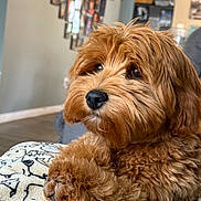 Chewy is registered to the contest to win money with this photo: animal, blanket, brown, canine, cozy, curly_fur, cute, decor, dog, fluffy, fur, home, indoor, living_room, paw, pet, portrait, relaxed, snout, soft