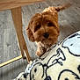 Chewy joined the competition — help win amazing prizes! animal, blanket, brown_dog, canine, cartoon, cozy, curious, cute, dog, floor, fluffy, furniture, home, indoor, looking_up, pet, puppy, snoopy, table_leg, wooden_floor