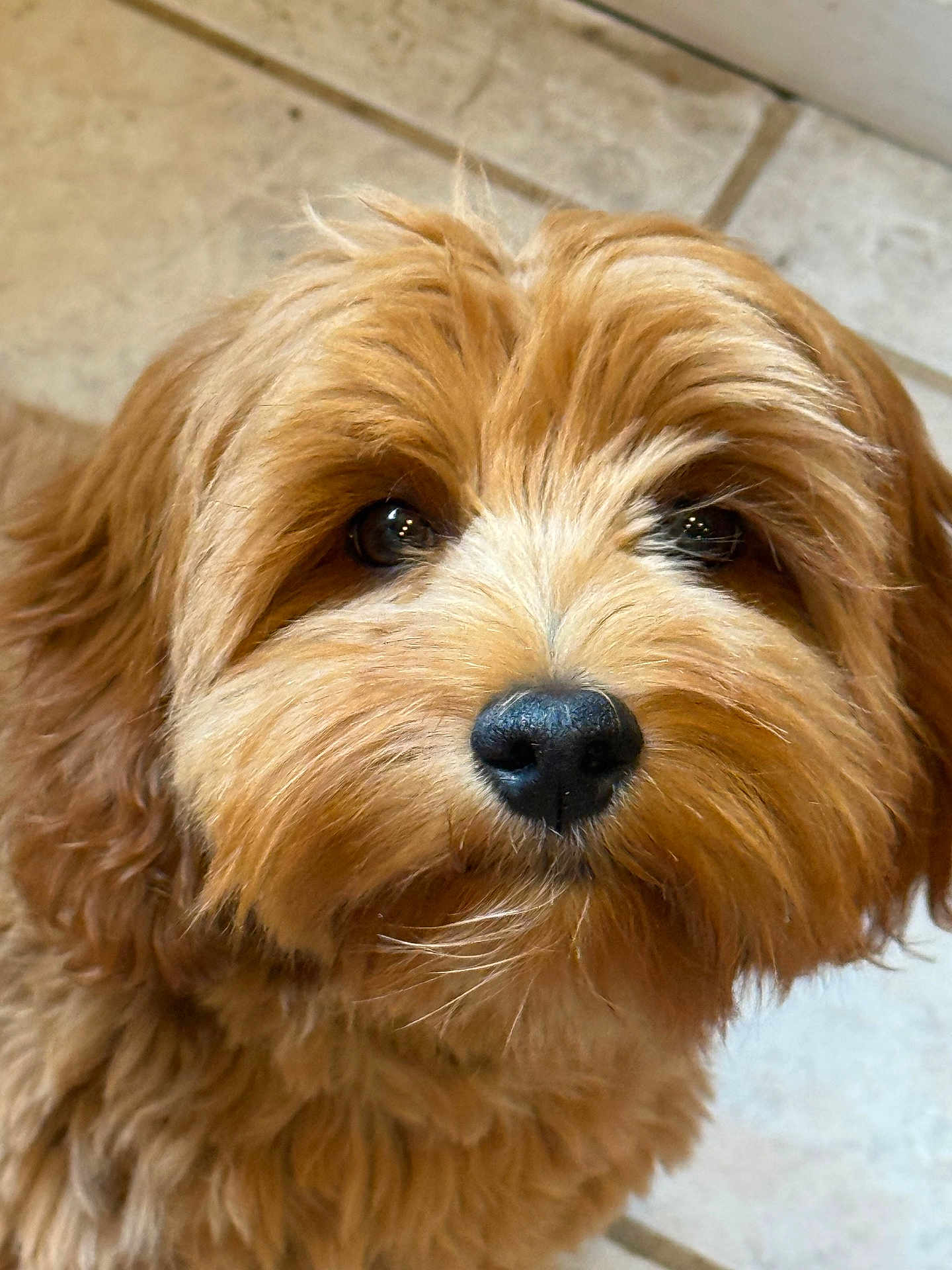 Chewy