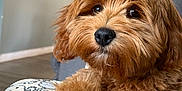 Chewy is registered to the contest to win money with this photo: animal, blanket, brown_fur, closeup, companion, cozy, cute, dog, domestic, face, fluffy, friendly, fur, home, indoors, living_room, pet, portrait, puppy, relaxed