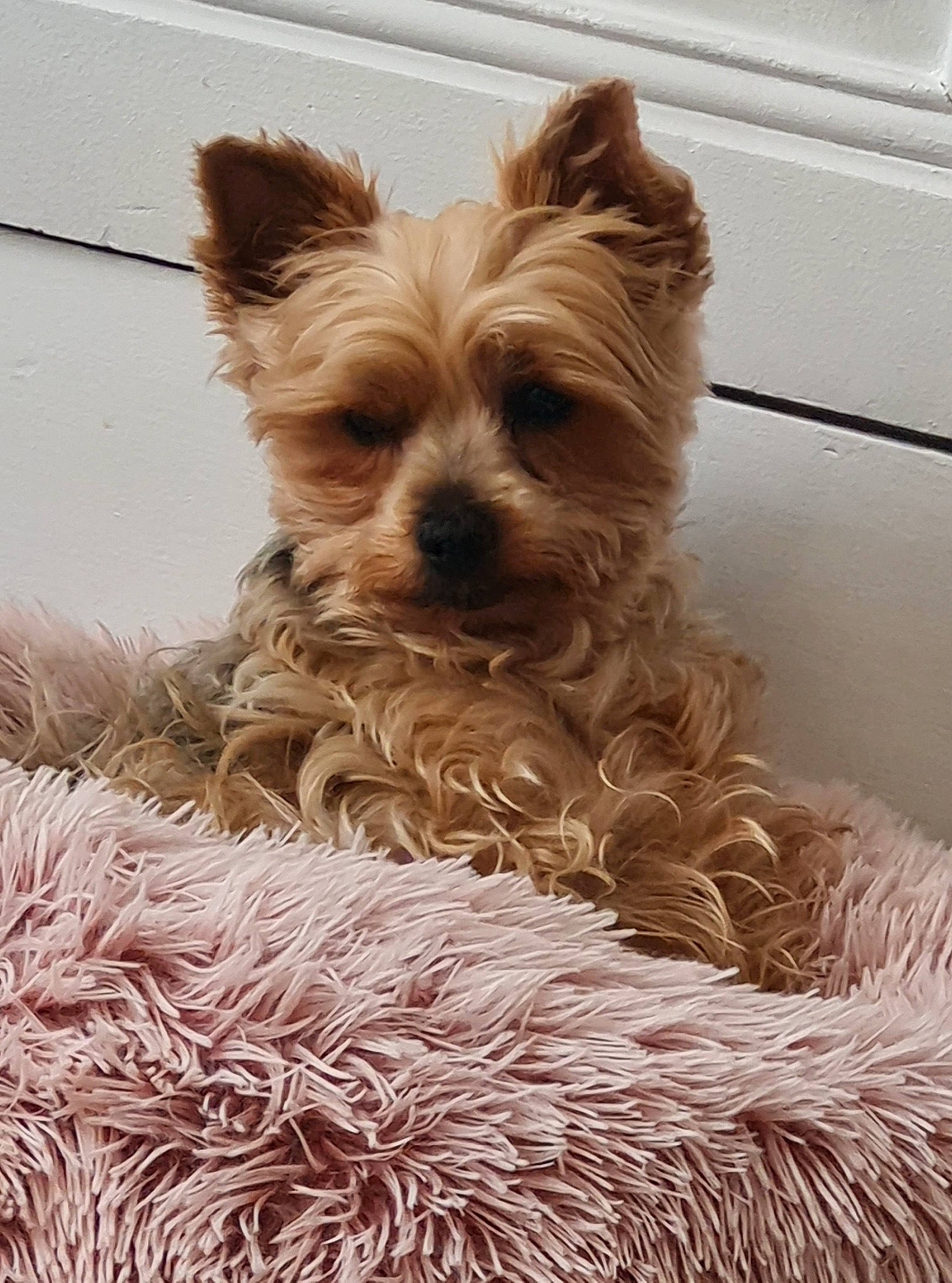 Joy participe au concours pour gagner de l'argent avec cette photo : basket, biewer_terrier, canidae, carnivore, companion_dog, dog, dog_breed, dog_supply, event, fashion_accessory, fawn, fur, liver, small_terrier, snout, sporting_group, terrier, toy_dog, wood, working_animal