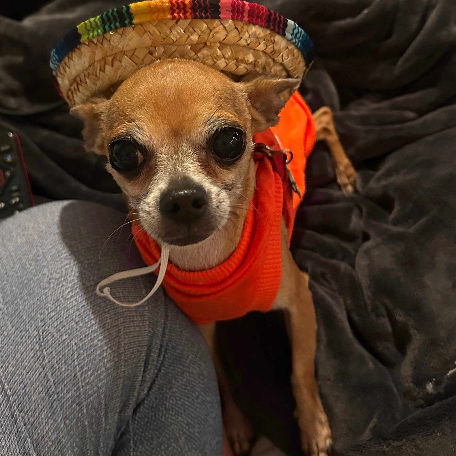Buddy is registered to the contest to win money with this photo: animal, blanket, chihuahua, closeup, cozy, cute, dog, domestic_animal, ears, face, fur, hat, indoor, jeans, leg, looking_up, orange_sweater, pet, small_dog, sombrero