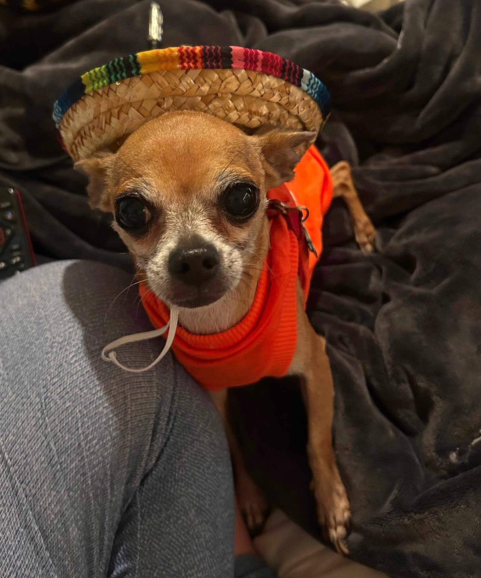 Buddy is registered to the contest to win money with this photo: dog, small_dog, chihuahua, sombrero, hat, orange_sweater, pet, indoor, blanket, jeans, leg, cute, animal, looking_up, cozy, fur, ears, face, closeup, domestic_animal