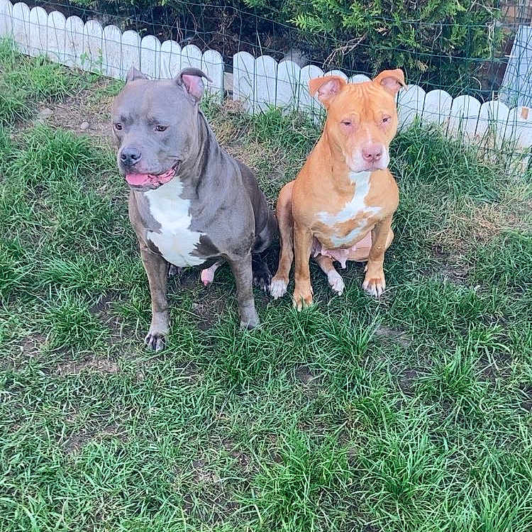 Bouyka a rejoint le concours — aidez-le/la à gagner de superbes lots ! alert, animal, canine, companions, daylight, dog, dogs, fence, friendly, fur, grass, greenery, mammal, nature, outdoor, park, pet, sitting, two_animals, yard