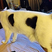 Dixon joined the competition — help win amazing prizes! animal, bed, bedspread, black_patches, blanket, cat, cozy, domestic_animal, fur, furniture, household, indoor, mammal, pattern, pet, resting_place, room, striped, walking, white_cat